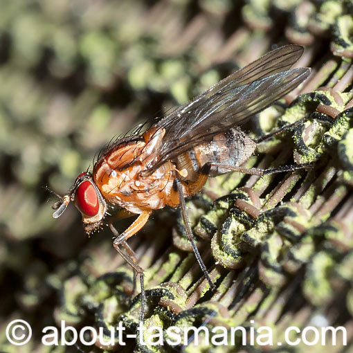 Helinomydaea fuscoflava, Muscidae, Tasmania