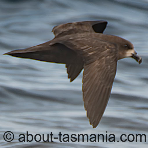 Grey-faced Petrel, Pterodroma gouldi, Tasmania