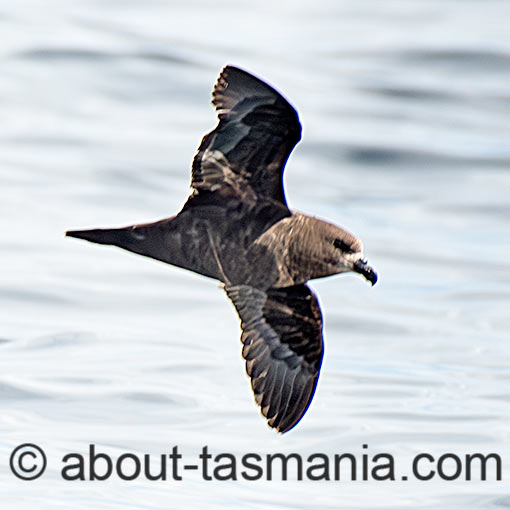 Grey-faced Petrel, Pterodroma gouldi, Tasmania