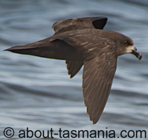 Grey-faced Petrel