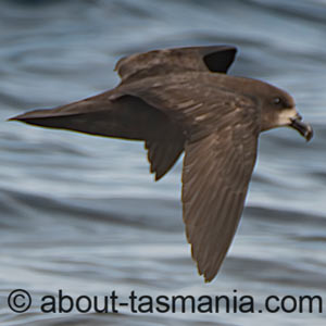 Grey-faced Petrel