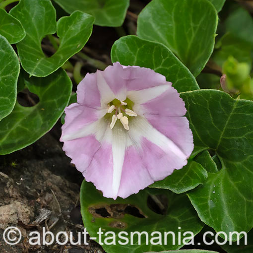 Calystegia soldanella, sea bindweed, flora, Tasmania