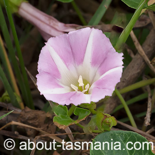 Calystegia soldanella, sea bindweed, flora, Tasmania