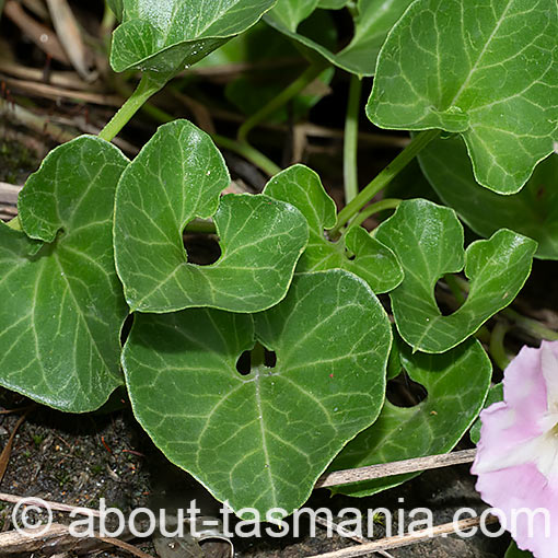 Calystegia soldanella, sea bindweed, flora, Tasmania