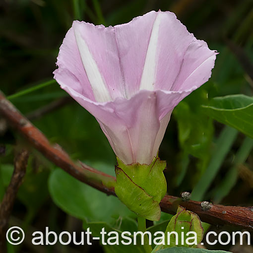 Calystegia soldanella, sea bindweed, flora, Tasmania