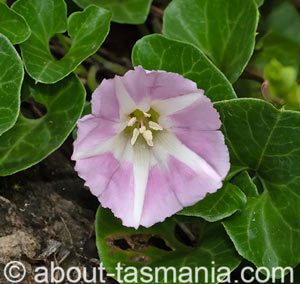 Calystegia soldanella