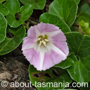 Calystegia soldanella