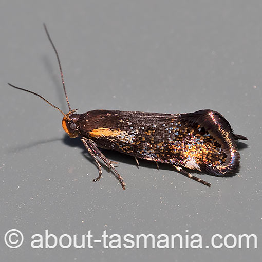 Euthictis marmaraspis, Oecophoridae, Tasmania, moth