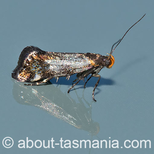 Euthictis marmaraspis, Oecophoridae, Tasmania, moth