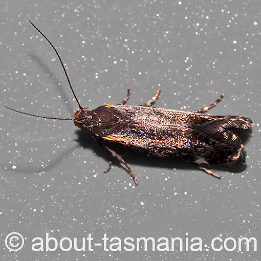 Euthictis marmaraspis, Oecophoridae, Tasmania, moth