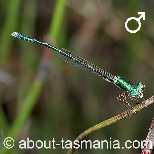 Ancient greenling, Hemiphlebia mirabilis, Damselfly, Tasmania