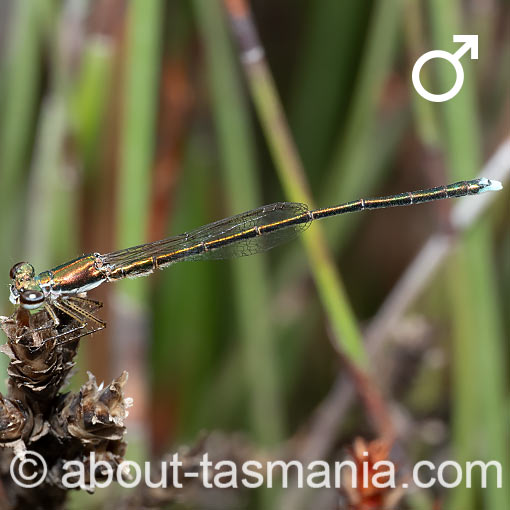 Ancient greenling, Hemiphlebia mirabilis, Damselfly, Tasmania