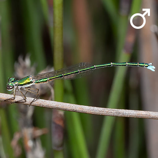 Ancient greenling, Hemiphlebia mirabilis, Damselfly, Tasmania