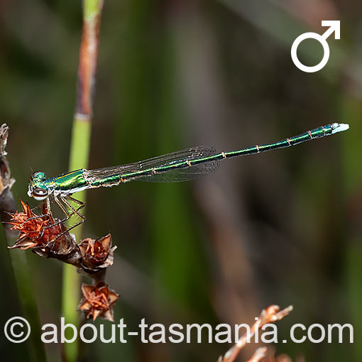 Ancient greenling, Hemiphlebia mirabilis, Damselfly, Tasmania