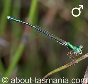 Hemiphlebia mirabilis