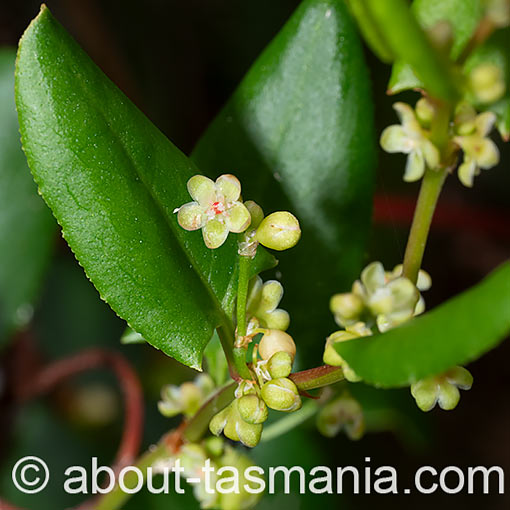 Muehlenbeckia adpressa, climbing lignum, flora, Tasmania