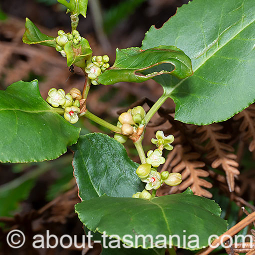 Muehlenbeckia adpressa, climbing lignum, flora, Tasmania