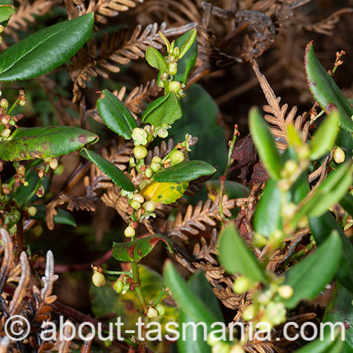 Muehlenbeckia adpressa, climbing lignum, flora, Tasmania