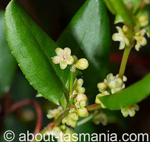 Muehlenbeckia adpressa