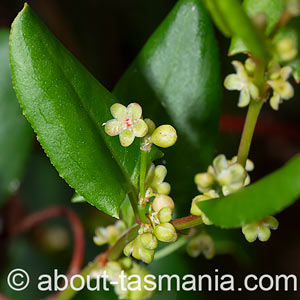 Muehlenbeckia adpressa