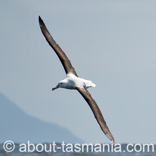 Northern Royal Albatross, Diomedea sanfordi, Tasmania