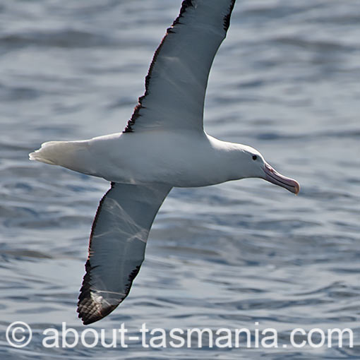 Northern Royal Albatross, Diomedea sanfordi, Tasmania