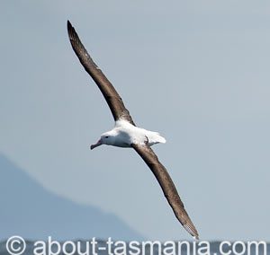 Northern Royal Albatross