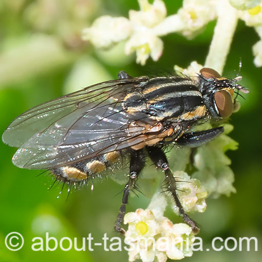 Oxysarcodexia varia, Striped Dung Fly, Sarcophagidae, Tasmania