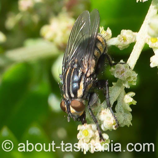 Oxysarcodexia varia, Striped Dung Fly, Sarcophagidae, Tasmania