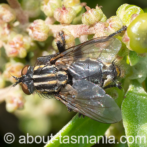 Oxysarcodexia varia, Striped Dung Fly, Sarcophagidae, Tasmania