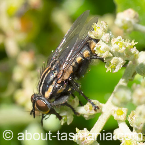 Oxysarcodexia varia, Striped Dung Fly, Sarcophagidae, Tasmania