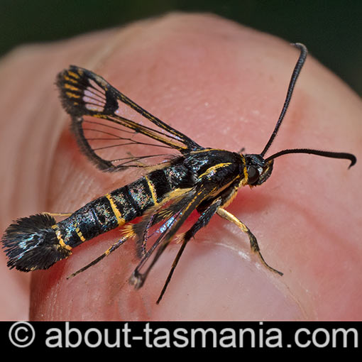 Synanthedon tipuliformis, Currant Clearwing Moth, Sesiidae, Tasmania, moth