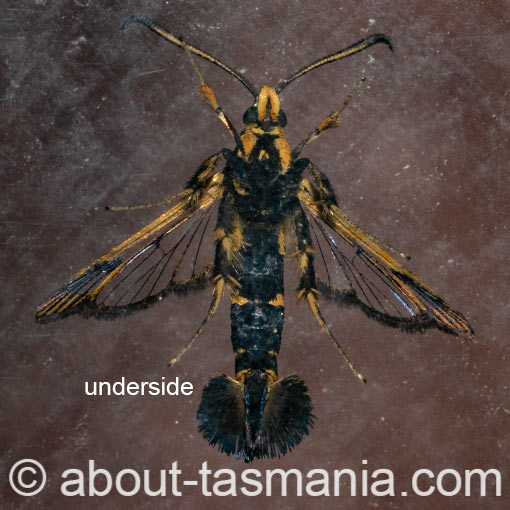 Synanthedon tipuliformis, Currant Clearwing Moth, Sesiidae, Tasmania, moth