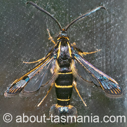 Synanthedon tipuliformis, Currant Clearwing Moth, Sesiidae, Tasmania, moth