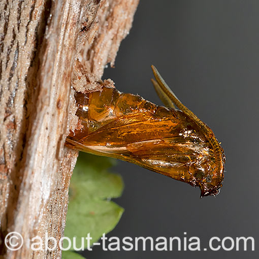 Synanthedon tipuliformis, Currant Clearwing Moth, Sesiidae, Tasmania, moth