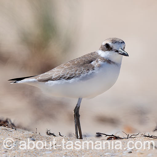 Greater Sand Plover, Anarhynchus leschenaultii, Tasmania