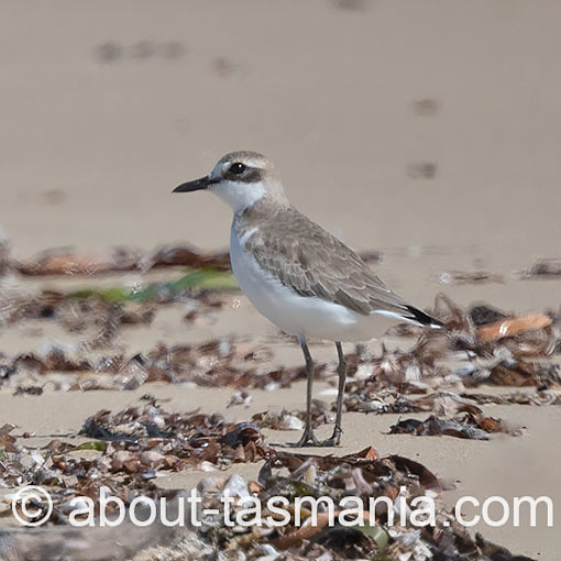 Greater Sand Plover, Anarhynchus leschenaultii, Tasmania