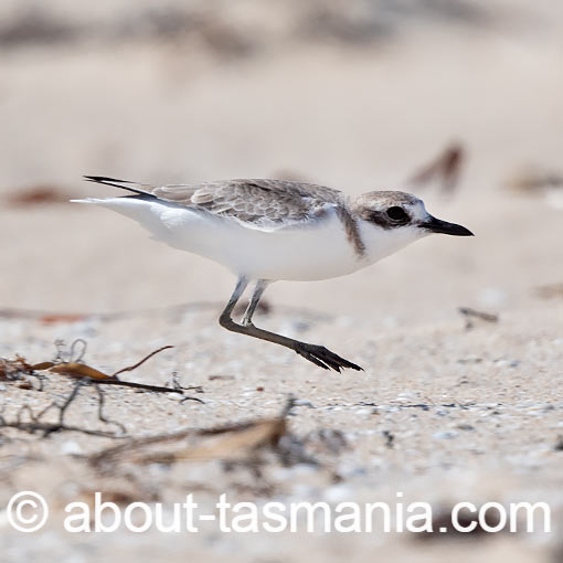 Greater Sand Plover, Anarhynchus leschenaultii, Tasmania