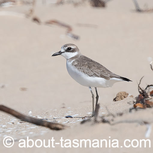 Greater Sand Plover, Anarhynchus leschenaultii, Tasmania