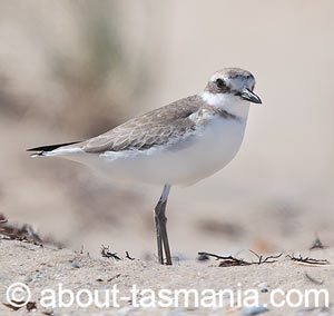 Greater Sand Plover