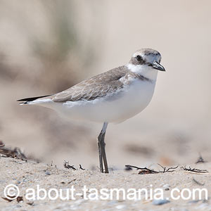 Greater Sand Plover