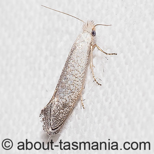 Tinea monophthalma, Incurvariidae, Leafcutter Moths, Tasmania