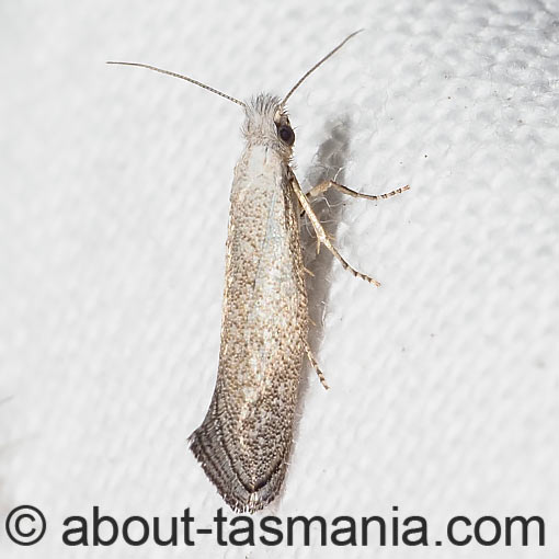 Tinea monophthalma, Incurvariidae, Leafcutter Moths, Tasmania