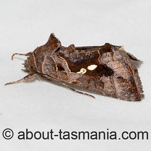 Chrysodeixis eriosoma, Green looper, Noctuidae, Tasmania, moth