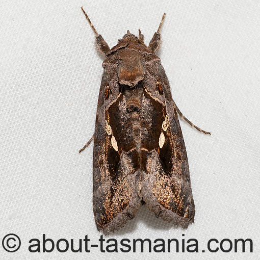Chrysodeixis eriosoma, Green looper, Noctuidae, Tasmania, moth