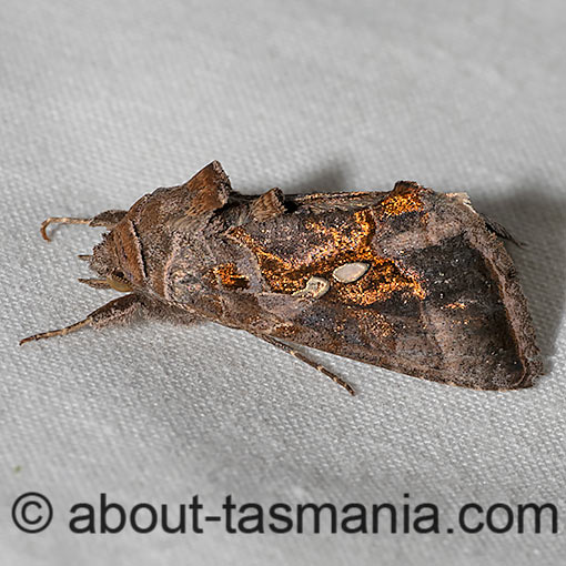Chrysodeixis eriosoma, Green looper, Noctuidae, Tasmania, moth