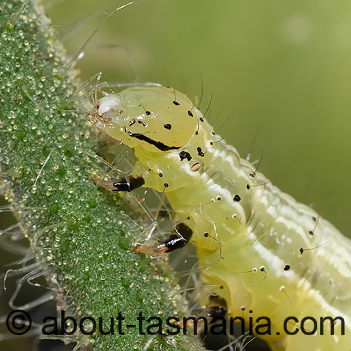 Chrysodeixis eriosoma, Green looper, Noctuidae, Tasmania, moth