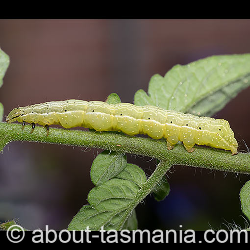 Chrysodeixis eriosoma, Green looper, Noctuidae, Tasmania, moth
