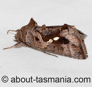 Chrysodeixis eriosoma
