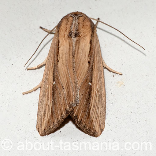 Leucania stenographa, Sugar Cane Armyworm, Tasmania, Noctuidae